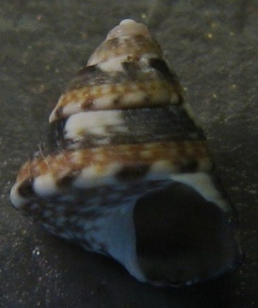 Tenerife, Canarie - Famiglia Trochidae